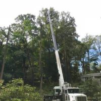 RVM TREE SERVICE