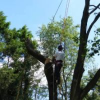 RVM TREE SERVICE